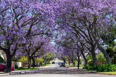 Spring in Perth
